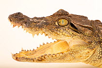 Mugger crocodile (Crocodylus palustris) with mouth open, head portrait, Bahitoo Farm, Abu Dhabi. Captive, occurs in southern Asia.