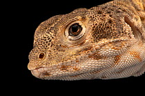 Blunt-nosed leopard lizard (Gambelia sila) male, head portrait, Fresno Chaffe Zoo captive breeding programme, California, USA. Captive. Endangered.
