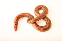 Mediterranean worm lizard (Blanus cinereus) portrait, private collection, Germany. Captive, occurs in Portugal and Spain.