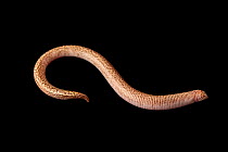 Zarudny's worm lizard (Diplometopon zarudnyi) portrait, private collection, Germany. Captive, occurs in Middle East.