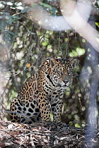 RF - Jaguar (Panthera onca) sitting among forest undergrowth, Pantanal, Mato Grosso, Brazil. (This image may be licensed either as rights managed or royalty free.)
