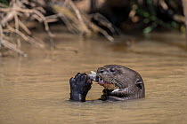RF - Giant river otter (Pteronura brasiliensis) feeding on fish in river, Mato Grosso, Pantanal, Brazil. Endangered. (This image may be licensed either as rights managed or royalty free.)