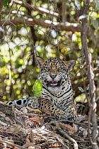 RF - Jaguar (Panthera onca) resting among forest undergrowth, snarling, Pantanal, Mato Grosso, Brazil. (This image may be licensed either as rights managed or royalty free.)
