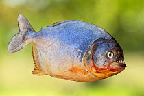 RF - Red-bellied piranha (Pygocentrus nattereri) portrait, Pantanal, Mato Grosso, Brazil. (This image may be licensed either as rights managed or royalty free.)