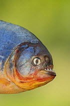 RF - Red-bellied piranha (Pygocentrus nattereri) head portrait, Pantanal, Mato Grosso, Brazil. (This image may be licensed either as rights managed or royalty free.)