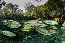 RF - Split level view of Piraputanga (Brycon hilarii) shoal swimming close to water surface, surrounded by forest, Aquario Natural, Bonito, Mato Grosso do Sul, Brazil. (This image may be licensed eith...