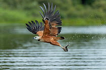 Black-collared hawk (Busarellus nigricollis) in flight over river carrying fish prey in its talons, Pantanal, Mato Grosso, Brazil.