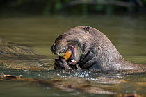 Giant river otter (Pteronura brasiliensis) feeding on fish in river, Mato Grosso, Pantanal, Brazil. Endangered.
