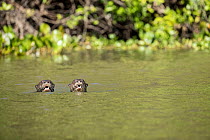 Two Giant river otters (Pteronura brasiliensis) swimming in river, Pantanal, Mato Grosso, Brazil. Endangered.