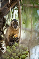 Bearded capuchin (Sapajus libidinosus) sitting in tree feeding on Acuri palm (Attalea sp.) fruit, Pantanal, Mato Grosso, Brazil.