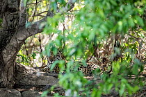 Jaguar (Panthera onca) resting among forest undergrowth, Pantanal, Mato Grosso, Brazil.