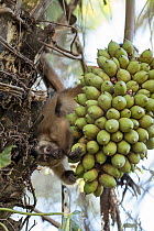 Bearded capuchin (Sapajus libidinosus) upside down in tree picking Acuri palm (Attalea sp.) fruit, Pantanal, Mato Grosso, Brazil.