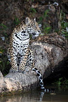 Jaguar (Panthera onca) sitting on tree trunk at water's edge, Pantanal, Mato Grosso, Brazil.