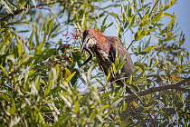 Refuscent tiger heron (Tigrisoma lineatum) perched in tree swallowing its snake prey, Pantanal, Mato Grosso, Brazil.