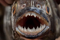 Red-bellied piranha (Pygocentrus nattereri) close up head portrait, showing teeth detail, Pantanal, Mato Grosso, Brazil.