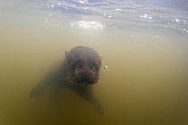 Giant river otter (Pteronura brasiliensis) swimming underwater in river, Pantanal, Mato Grosso, Brazil. Endangered.