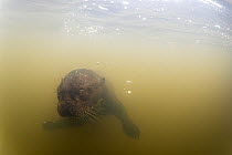 Giant river otter (Pteronura brasiliensis) swimming underwater in river, Pantanal, Mato Grosso, Brazil. Endangered.