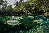 Split level view of Piraputanga (Brycon hilarii) shoal swimming close to water surface, surrounded by forest, Aquario Natural, Bonito, Mato Grosso do Sul, Brazil.