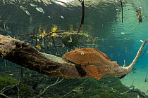 Armored catfish (Loricariidae) resting on dead tree branch underwater, Formoso River, Bonito, Mato Grosso do Sul, Brazil.
