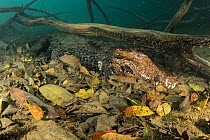 Cuvier's dwarf caiman (Paleosuchus palpebrosus) lurking on riverbed, Formoso River, Bonito, Mato Grosso do Sul, Brazil.
