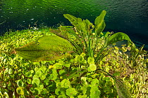 Riverbed covered with aquatic plants in the main spring at Rio Sucuri, Bonito, Mato Grosso do Sul, Brazil.