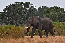 RF - African elephant (Loxodonta africana) walking through bushland, Uganda. Endangered. (This image may be licensed either as rights managed or royalty free.)