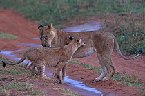 RF - Lion (Panthera leo) female with cub, standing on wet dirt track after the rain, Uganda (This image may be licensed either as rights managed or royalty free.)