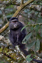 Sykes' monkey (Cercopithecus mitis albogularis) sitting in tree, Uganda.