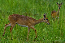 Two Oribis (Ourebia ourebi) female, walking through long grass, Uganda.