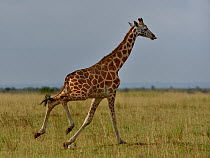 Giraffe (Giraffa camelopardalis) running across grassland, Uganda.