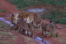 Lion (Panthera leo) female with cubs, standing on wet dirt track grooming after the rain, Uganda.