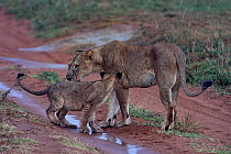 Lion (Panthera leo) female with cub, standing on wet dirt track after the rain, Uganda.