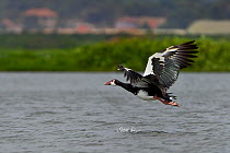 Spurwing goose (Plectropterus gambensis)) in flight over water, Uganda.