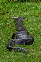Python (Pythonidae) moving over grass, Uganda.