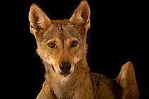 Arabian wolf (Canis lupus arabs) portrait, Al Bustan Zoological Centre, UAE. Captive. Critically endangered.