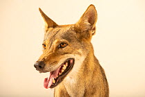 Arabian wolf (Canis lupus arabs) head portrait, Al Bustan Zoological Centre, UAE. Captive. Critically endangered.