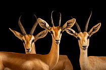 Arabian sand gazelle (Gazella marica), Arabian mountain gazelle (Gazella gazella cora) and Arabian gazelle (Gazella arabica) portrait, Dubai Safari Park, UAE. Captive.