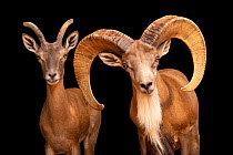 Transcaspian urials (Ovis orientalis arkal) pair, portrait, male on right, Management of Nature Conservation, Abu Dhabi, UAE. Captive, occurs in Central Asia.