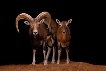 Esfahan mouflons (Ovis orientalis isphahanica) pair, portrait, male on left, Management of Nature Conservation, Abu Dhabi, UAE. Captive, occurs in Iran.