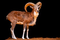 Bukhara urial (Ovis orientalis bochariensis) male, portrait, Management of Nature Conservation, Abu Dhabi, UAE. Captive, occurs in Central Asia.