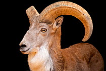 Bukhara urial (Ovis orientalis bochariensis) male, head portrait, Management of Nature Conservation, Abu Dhabi, UAE. Captive, occurs in Central Asia.