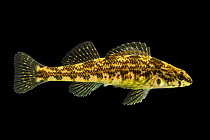 Banded darter (Etheostoma zonale) female, portrait, from the wild, Little River, Maryville, Tennessee, USA.