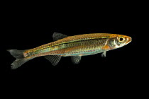 Highland shiner (Notropis micropteryx) portrait, from the wild, Little River, Maryville, Tennessee, USA.