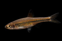 Blacktip shiner (Lythrurus atrapiculus) portrait, private collection, Knoxville, Tennessee, USA. Captive, originally from Choctawhatchee River, Alabama.