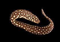 Yellow-spotted moray eel (Echidna xanthospilos) portrait, The National Aquarium, Abu Dhabi. Captive, occurs in Pacific Ocean.