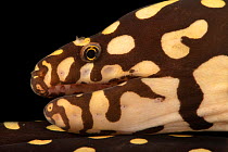 Yellow-spotted moray eel (Echidna xanthospilos) head portrait, The National Aquarium, Abu Dhabi. Captive, occurs in Pacific Ocean.