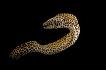 Laced moray eel (Gymnothorax favagineus) portrait, Omaha's Henry Doorly Zoo and Aquarium. Captive, occurs in Indo-West Pacific.