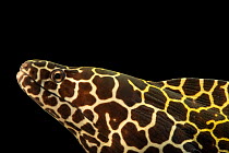 Laced moray eel (Gymnothorax favagineus) head portrait, Omaha's Henry Doorly Zoo and Aquarium. Captive, occurs in Indo-West Pacific.