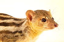 Grandidier's vontsira (Galidictis grandidieri) portrait, Al Bustan Zoological Centre, UAE. Captive, occurs in Madagascar. Endangered.
