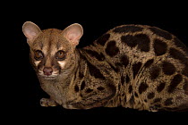 South African large-spotted genet (Genetta tigrina) resting, portrait, Cincinnati Zoo. Captive, occurs in South Africa.